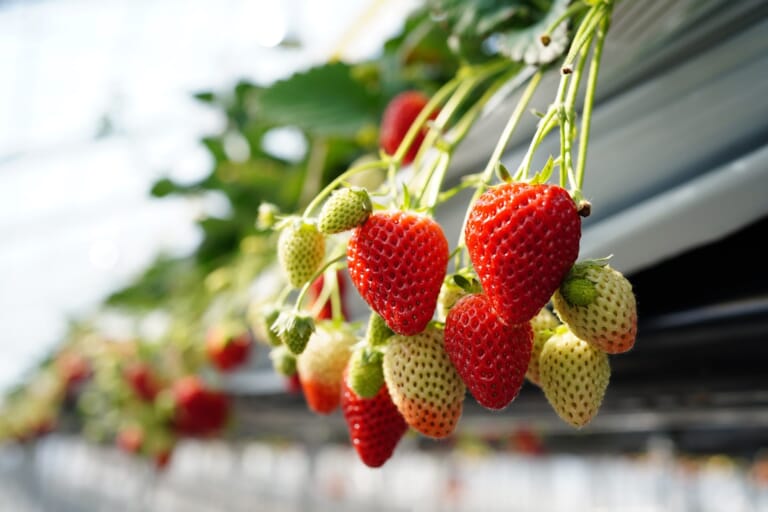 JR-FruitPark-Sendai-Arahama